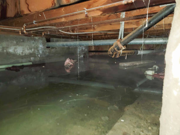 Best Carpet water damage restoration  in Moline, IL