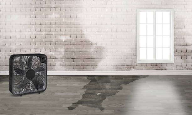 Best 24-hour water damage restoration  in Moline, IL